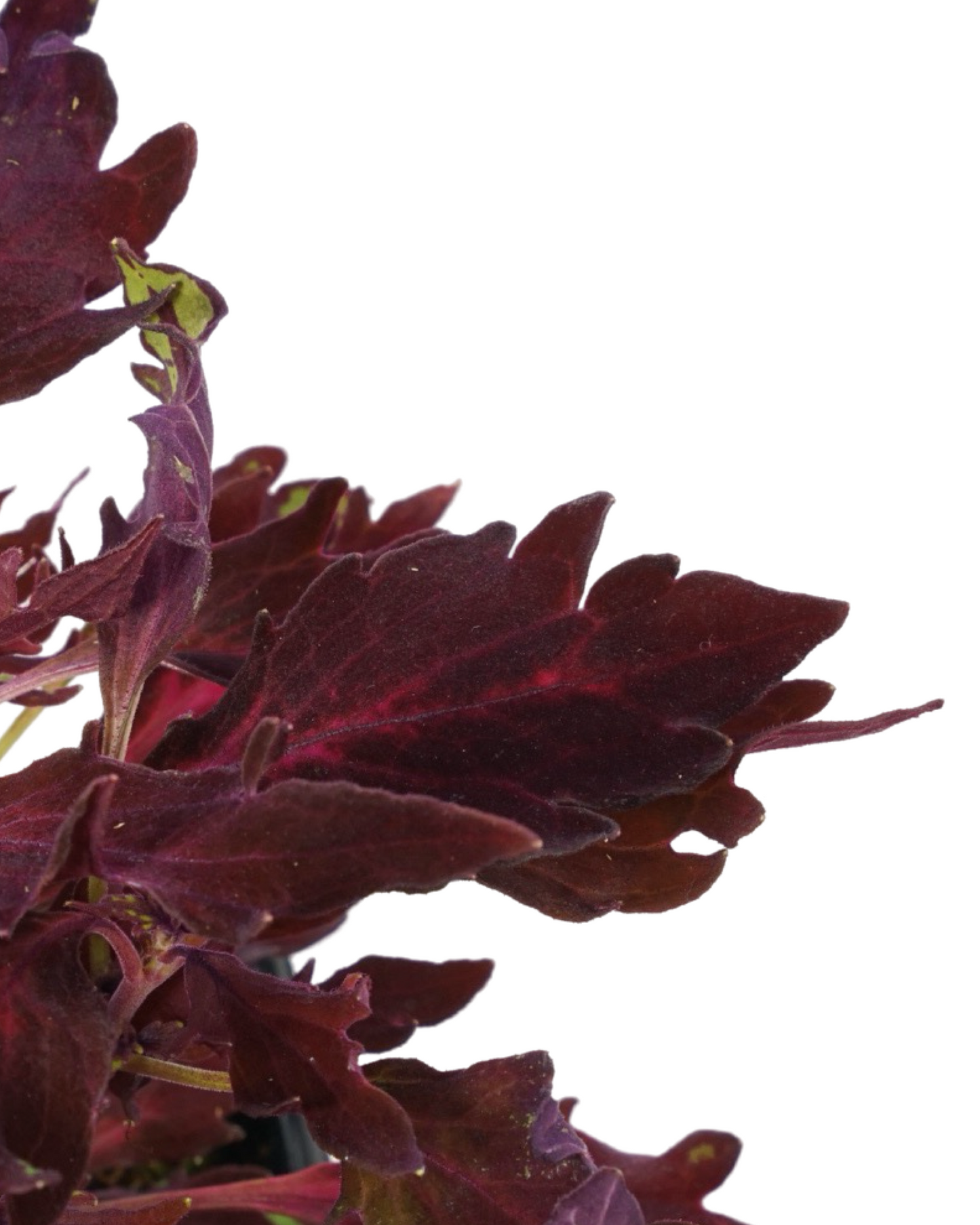 Coleus Flamethrower 'Adobo Pink'