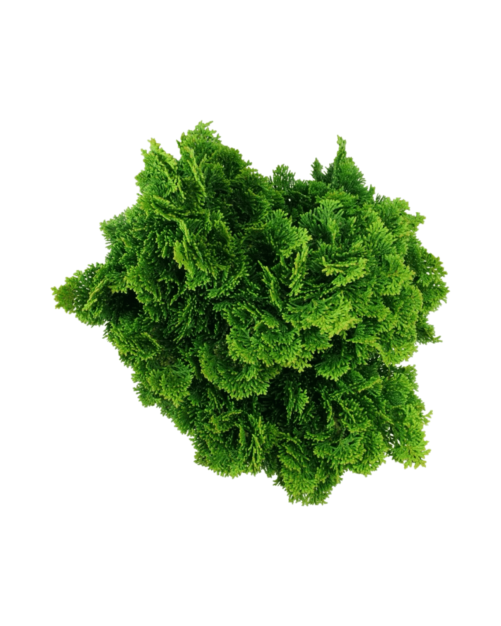 Chamaecyparis obtusa 'Nana Gracilis' - The Garden Corner