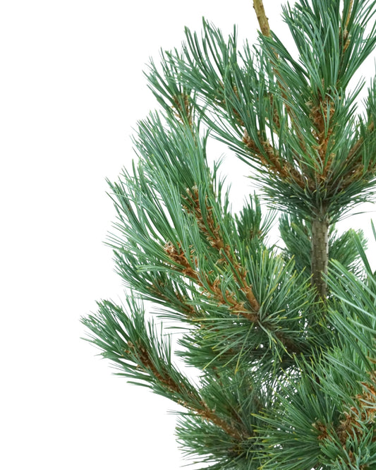 Pinus peuce 'Pacific Blue'