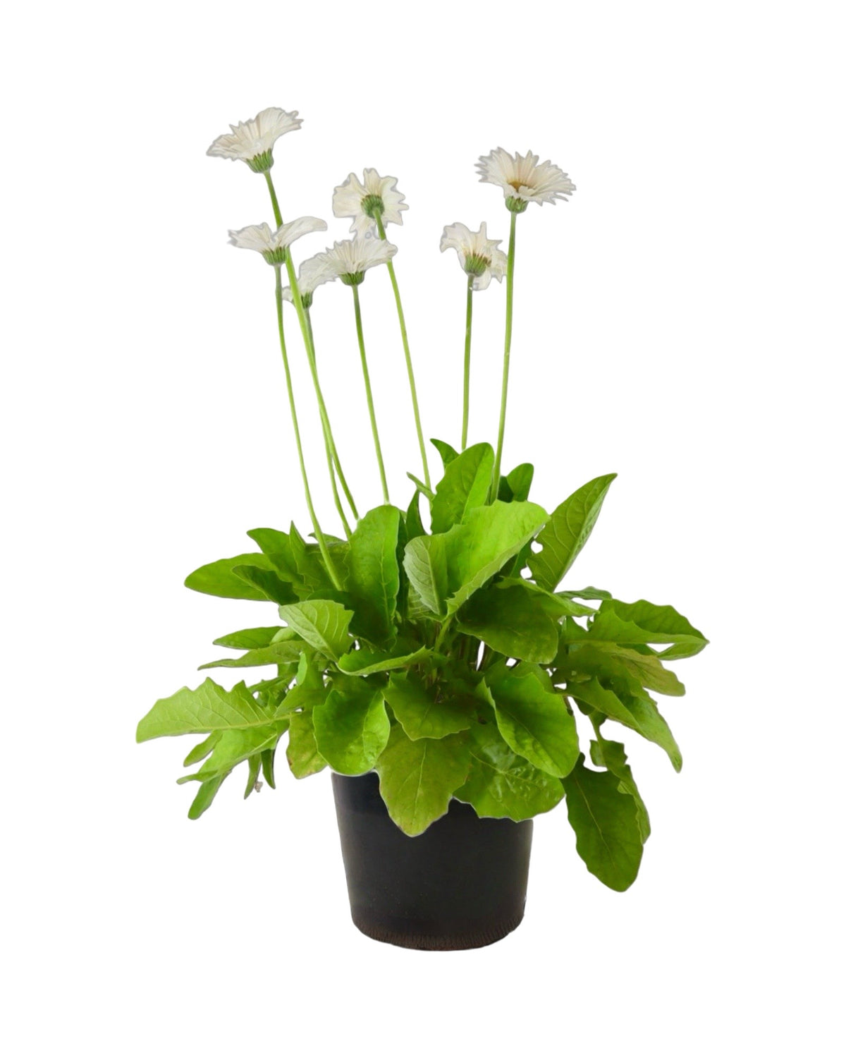Gerbera Assorted - Annuals