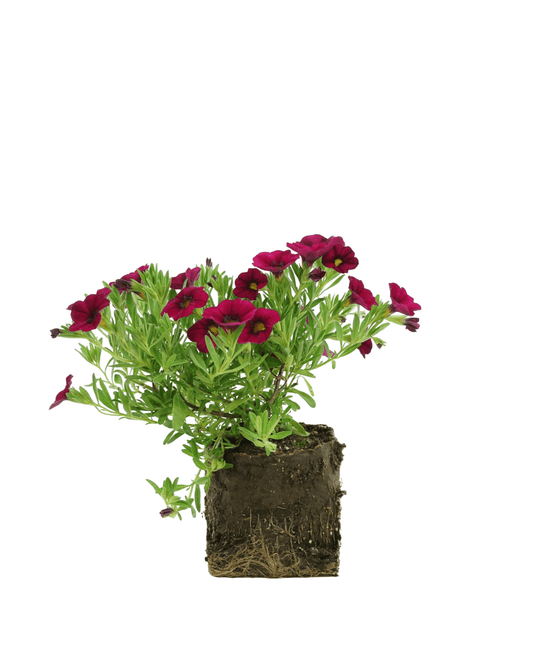 Calibrachoa 'Callie Burgundy' - The Garden Corner