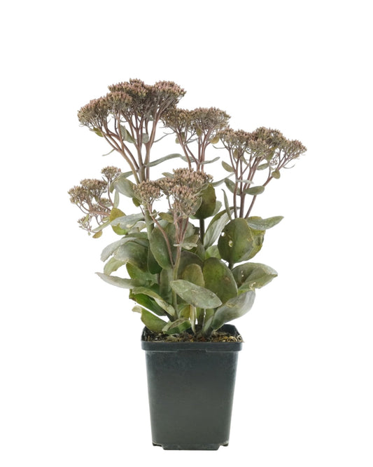Sedum 'Thunderhead' - The Garden Corner