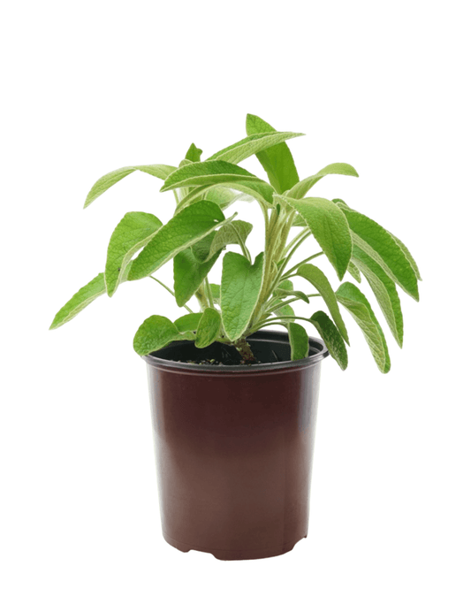 Phlomis x fruticosa 'Edwards Bowles' - The Garden Corner