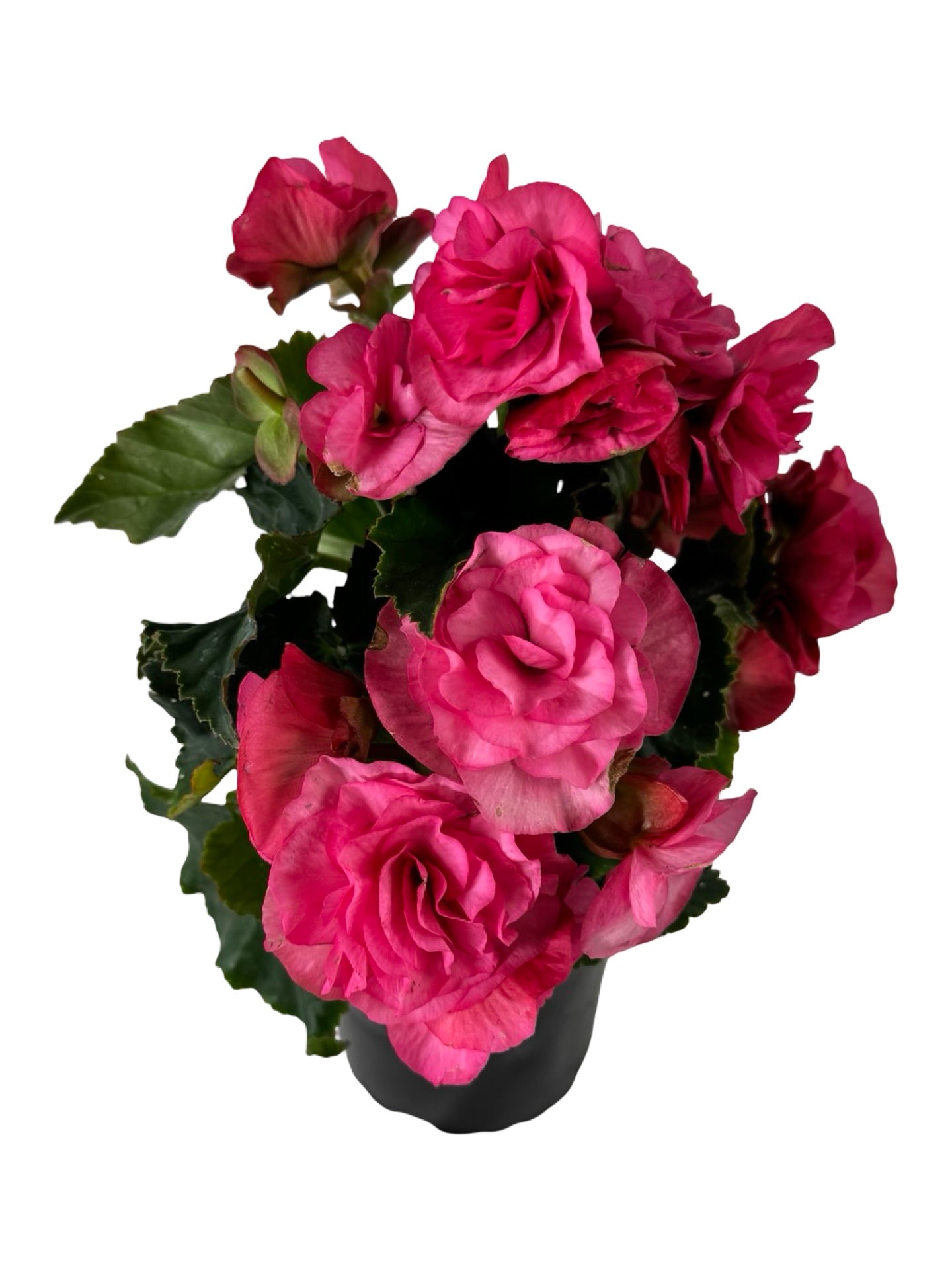 Solar Begonia Light Pink - Annuals