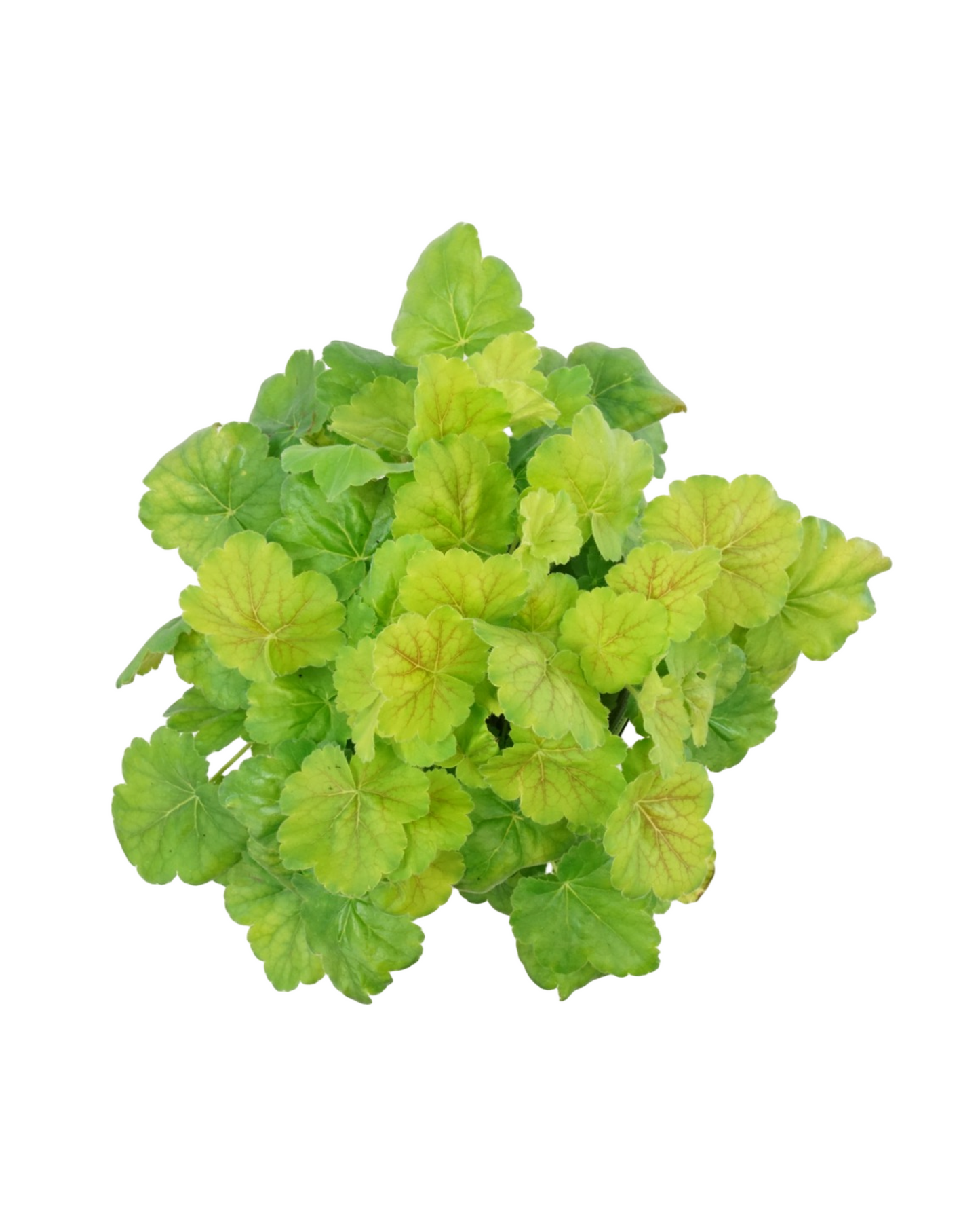 Heuchera 'Northern Exposure Sienna'