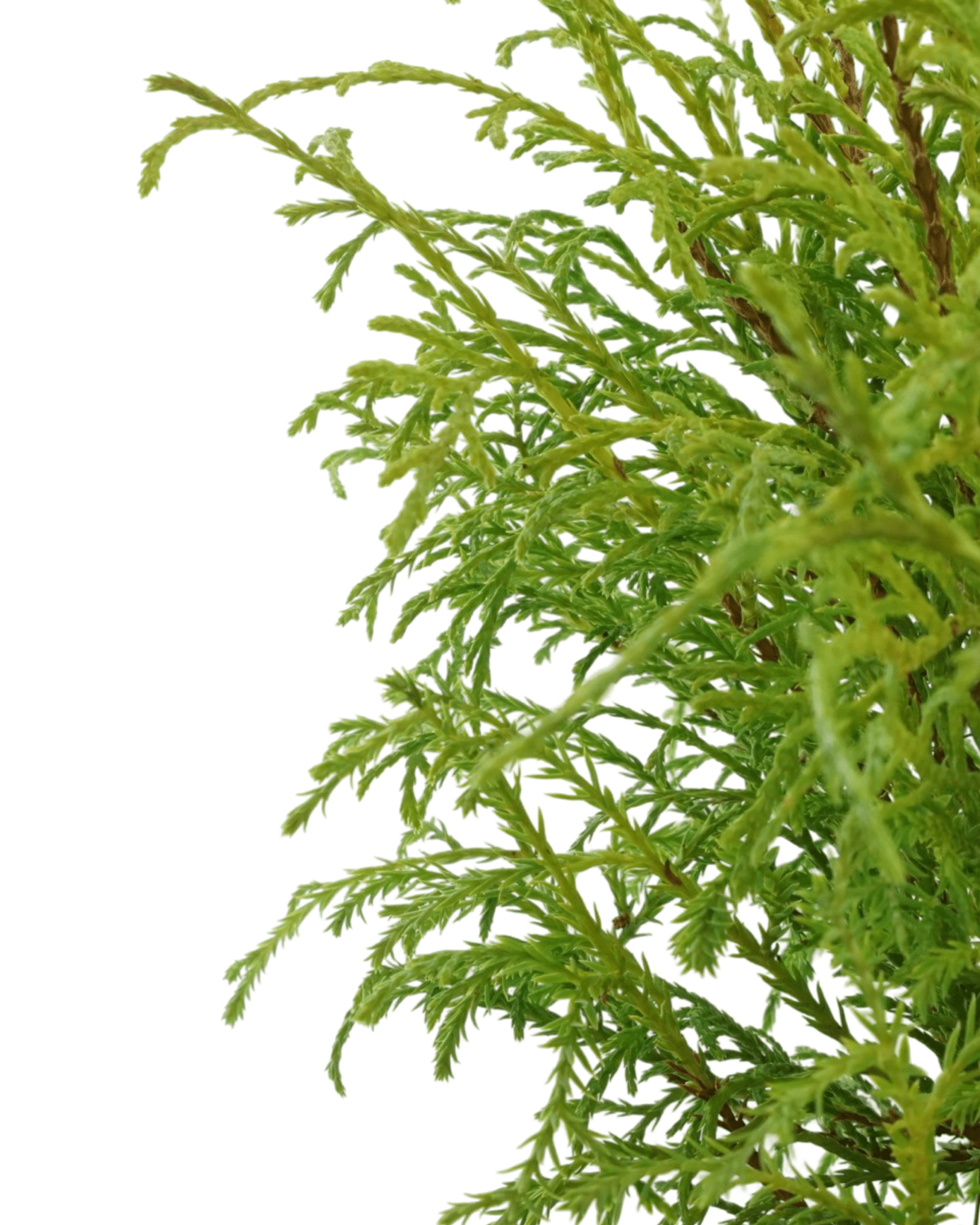 Thuja occidentalis 'Mr Bowling Ball' - The Garden Corner