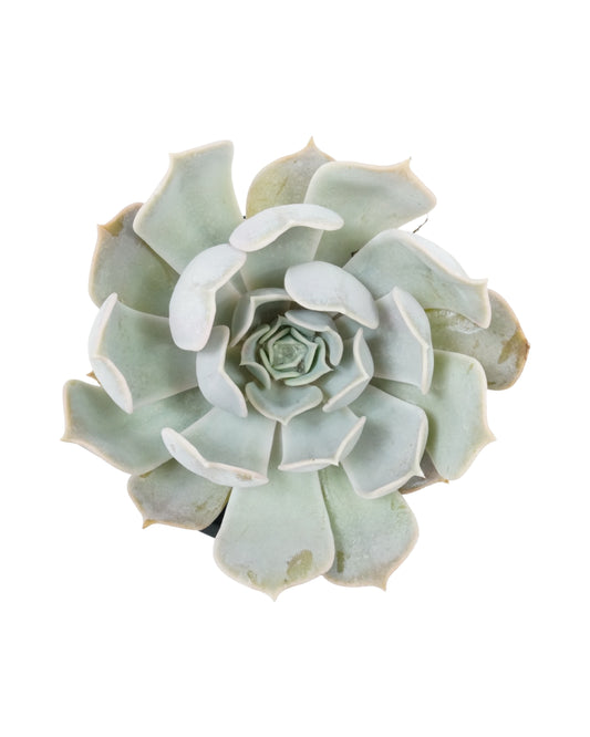 Echeveria lilacina