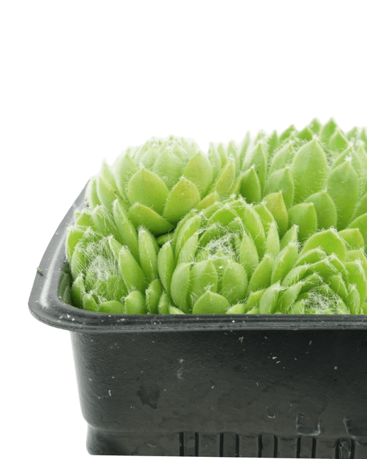 Sempervivum 'Pekinese' - The Garden Corner