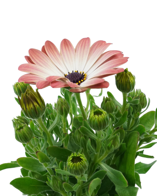 Osteospermum 'Serenity Pink Magic'