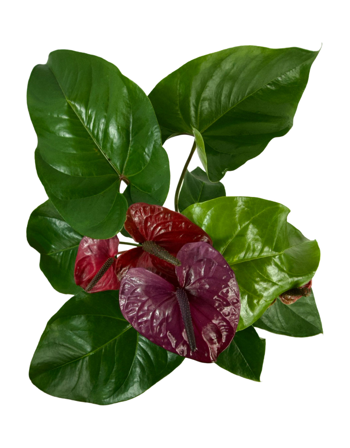 Anthurium andraeanum