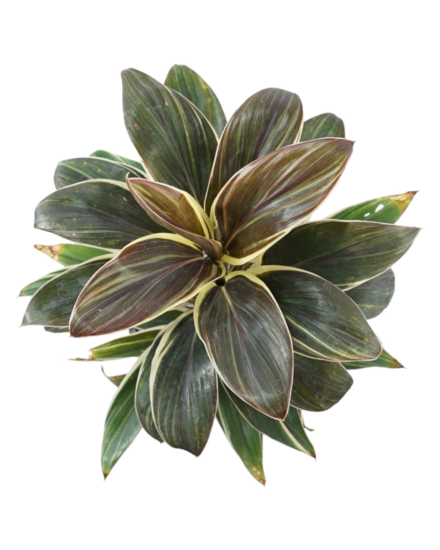 Cordyline 'Chocolate Queen'