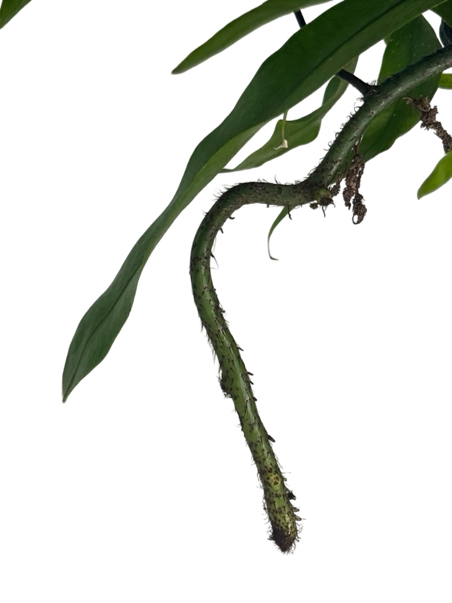 Microsorum diversifolium - House Plants