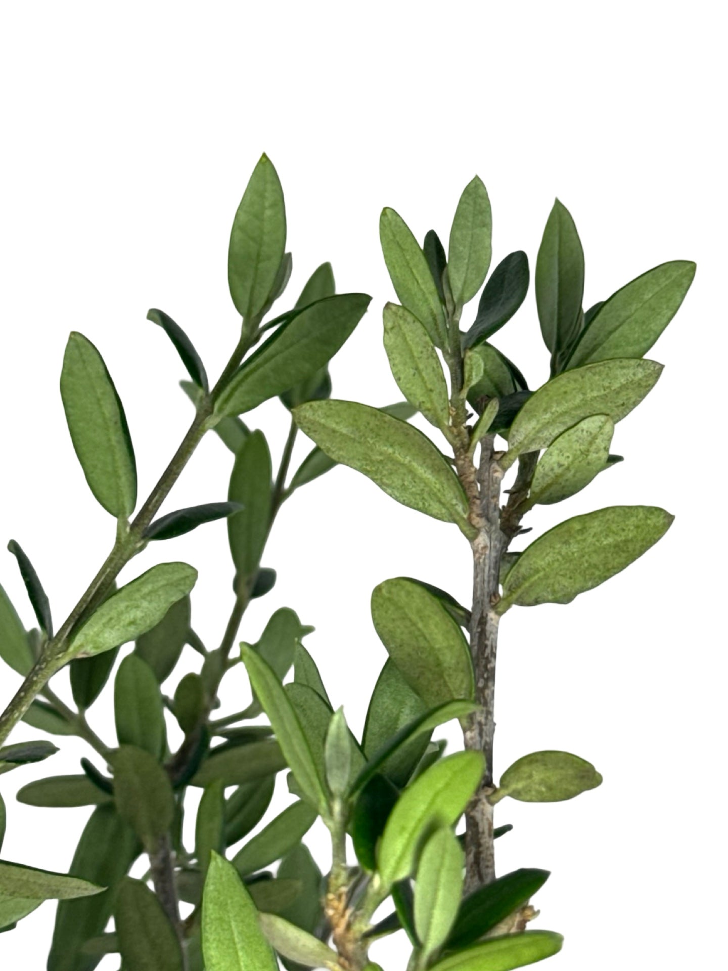 Olea europaea - Shrubs