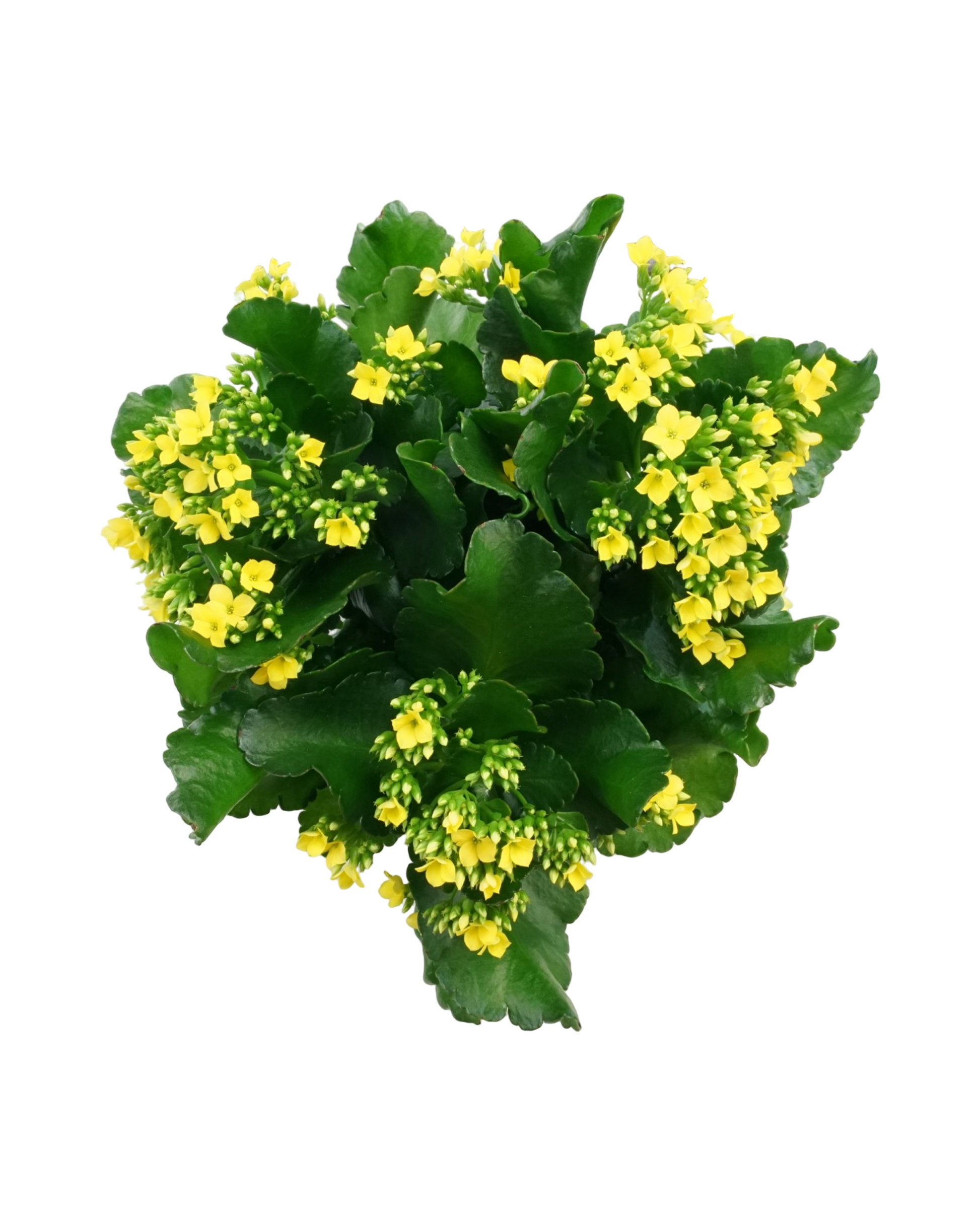 Kalanchoe Calandiva, Assorted - House Plants