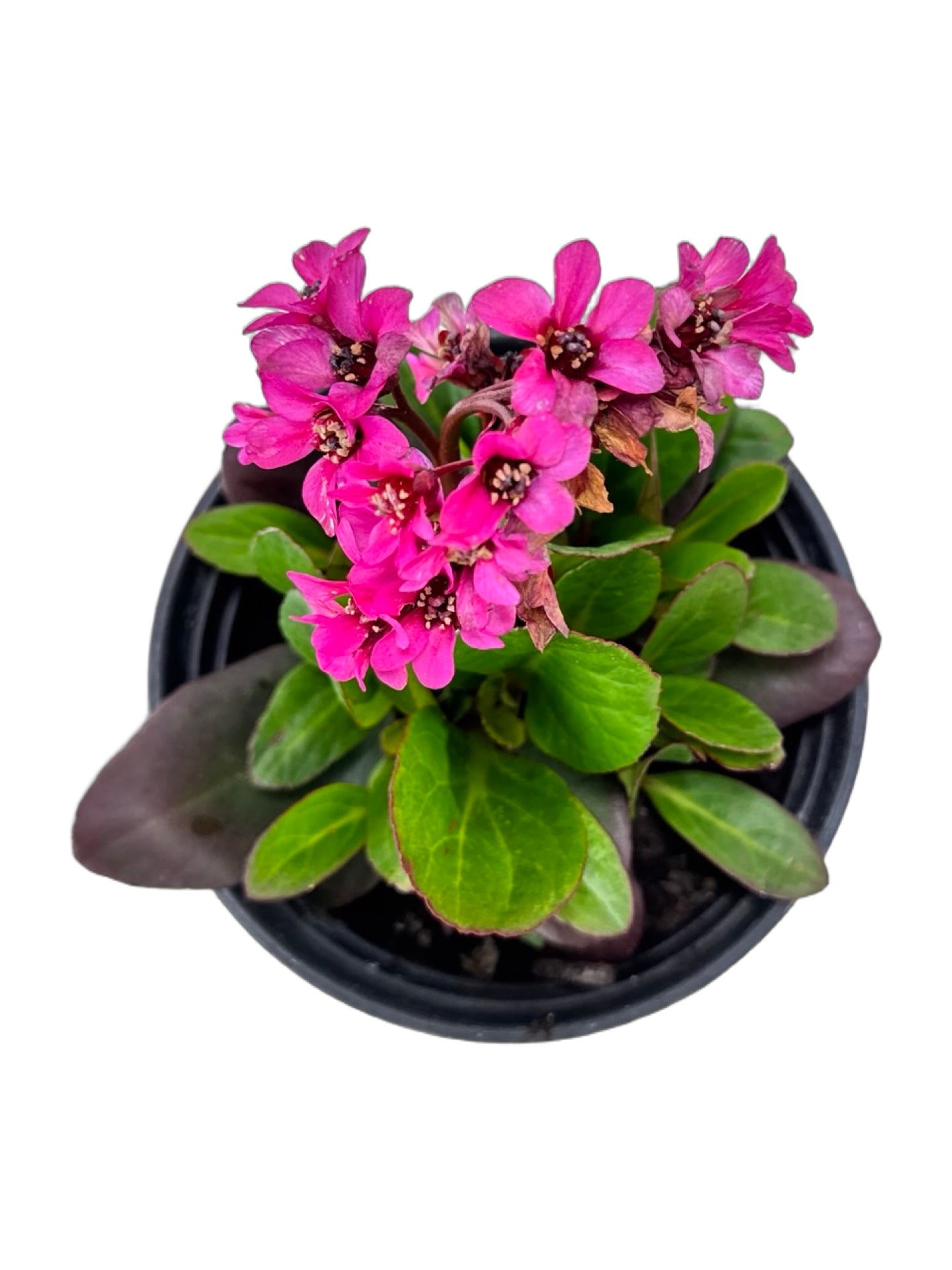 Bergenia Early Brilliance™ 'Magenta' - Perennials