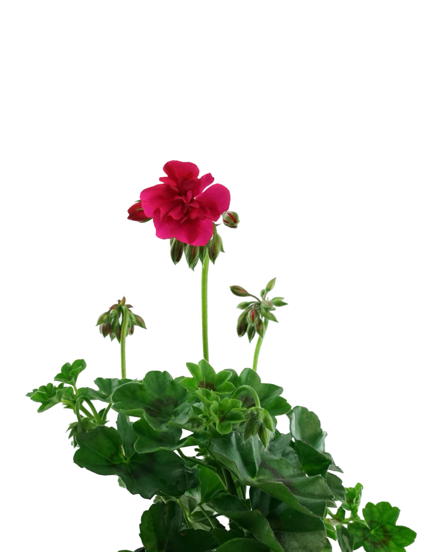 Geranium Ivy Focus™  'Rose'
