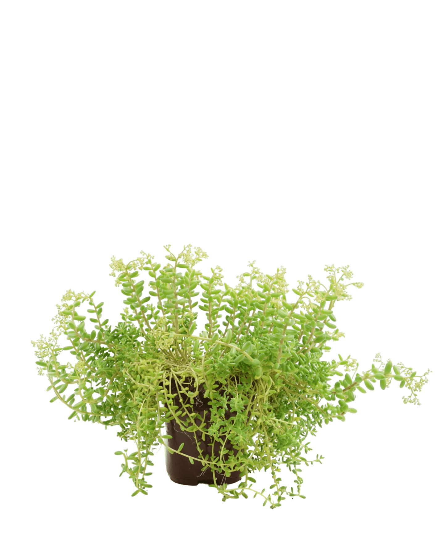 Sedum album 'Green Ice' - The Garden Corner