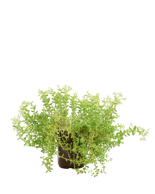 Sedum album 'Green Ice' - The Garden Corner