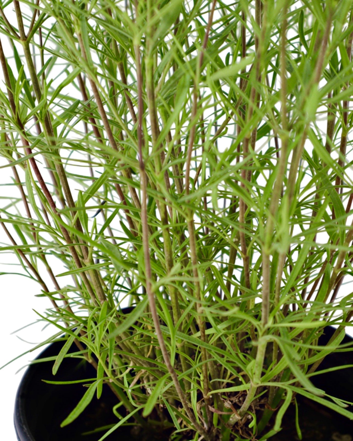 Coreopsis 'Ladybird' - Perennials