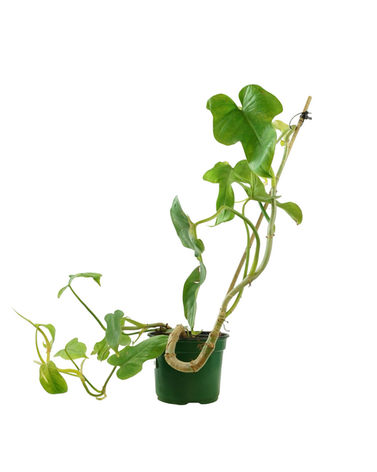 Philodendron bipinnatifidum 'Golden Violin' - House Plants