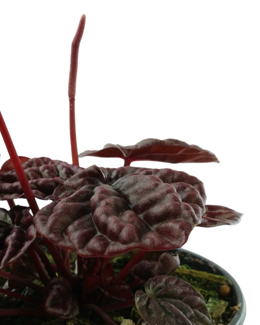 Peperomia 'Raisinet'