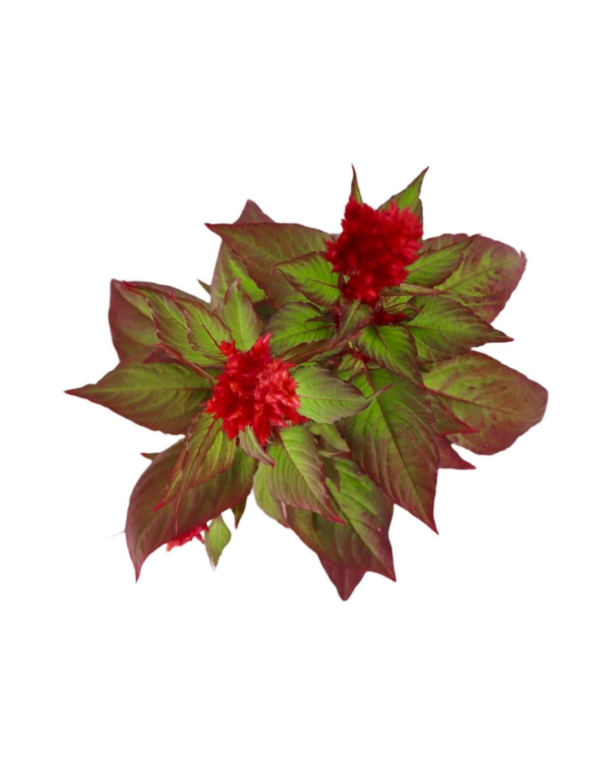 Celosia plumosa Bright Sparks™ Burgundy - Annuals