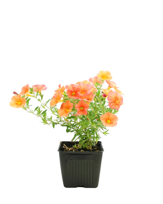 Calibrachoa 'Aloha Kona Mango' - Annuals