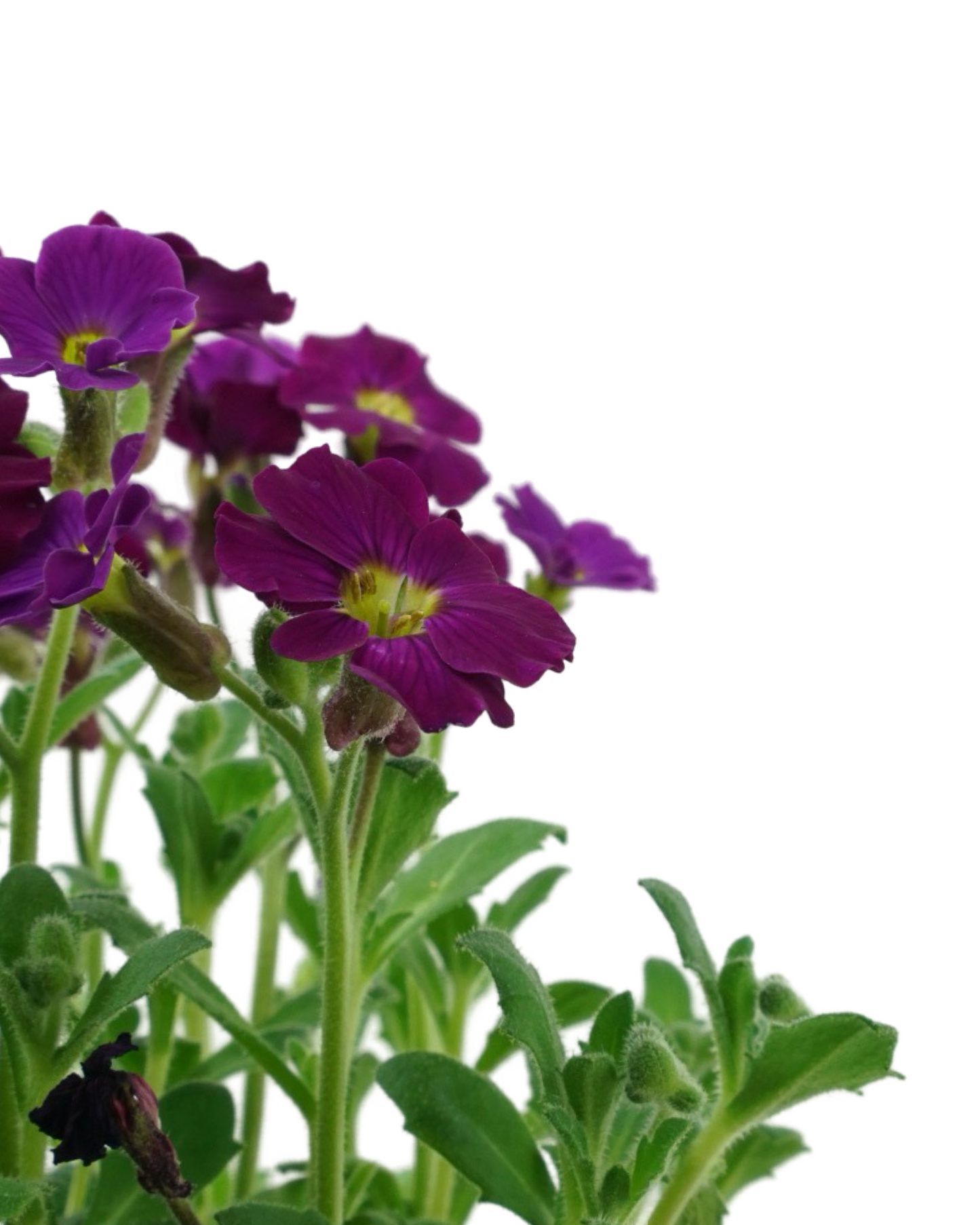 Aubrieta 'Axcent Burgundy Imp.'