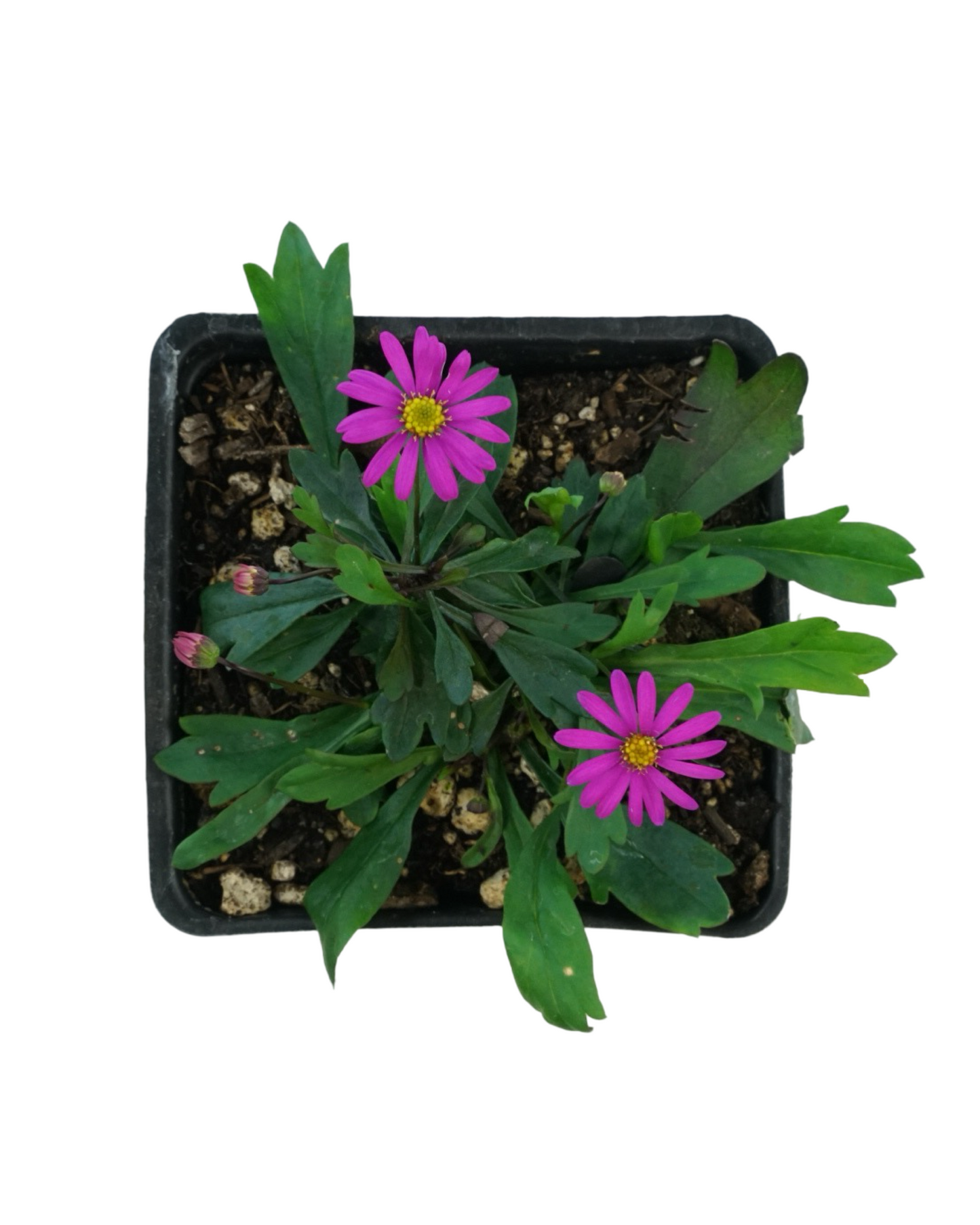 Brachyscome 'Radiant Magenta'