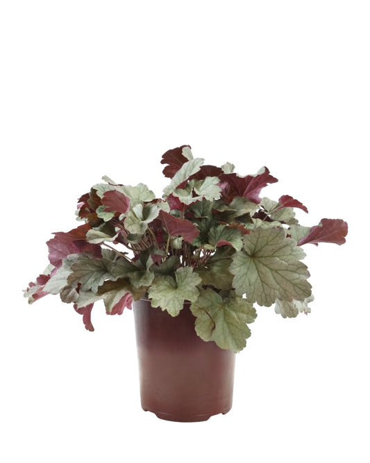 Heuchera 'Stainless Steel'