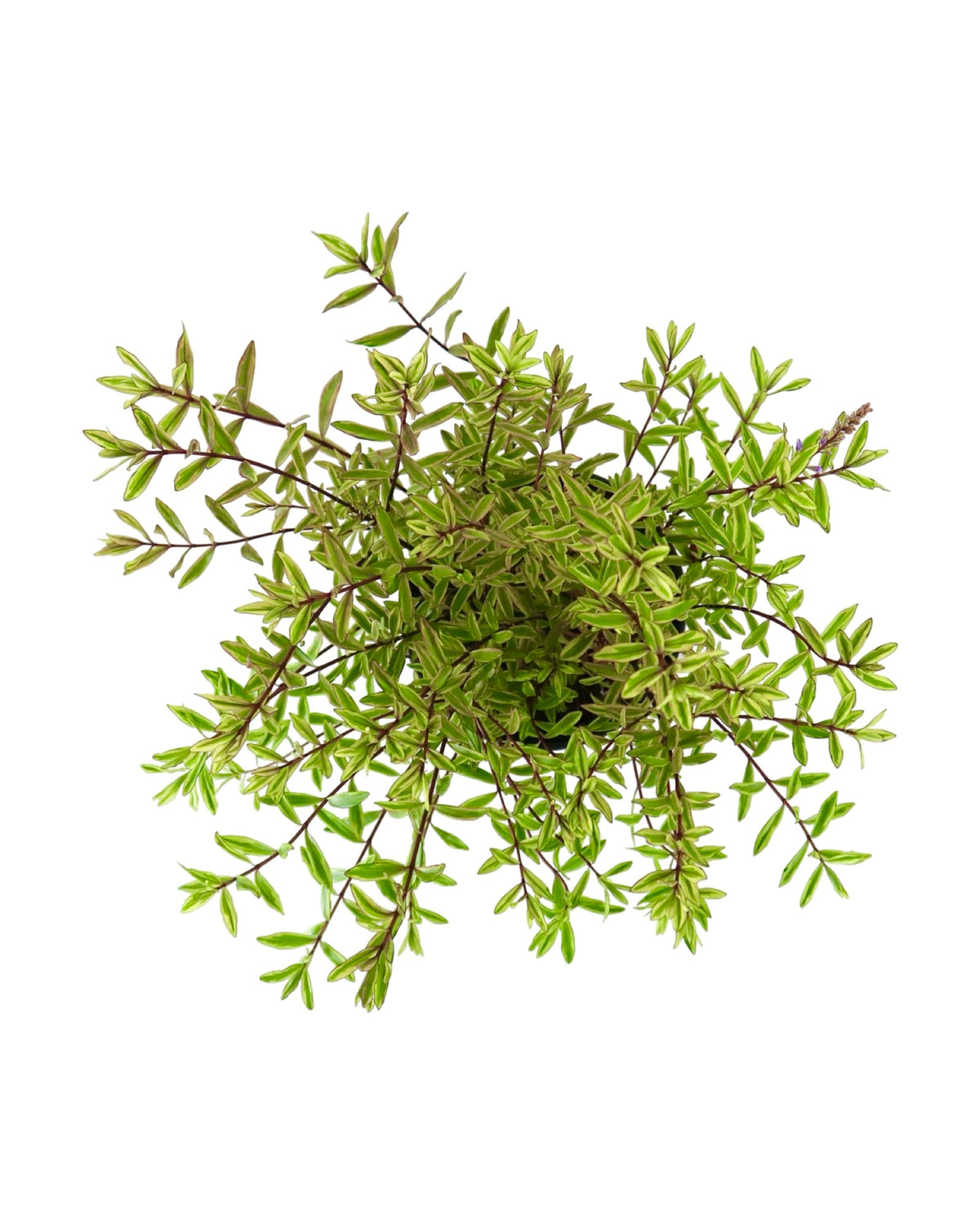 Hebe 'Purple Shamrock' - Shrubs