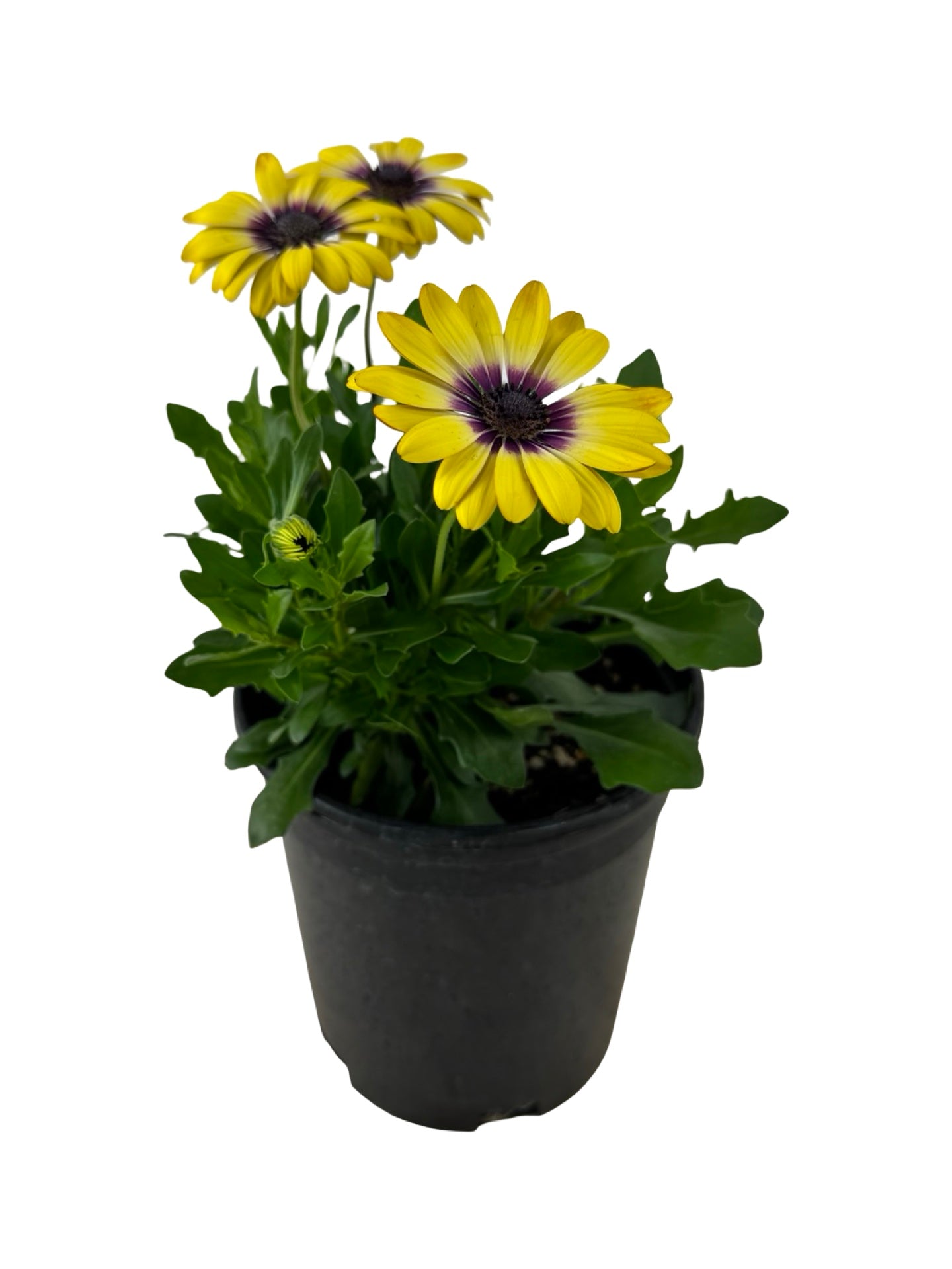 Osteospermum ecklonis 'Blue Eyed Beauty' - Annuals