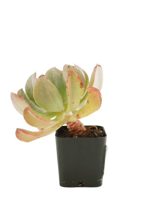 Echeveria runyonii - The Garden Corner