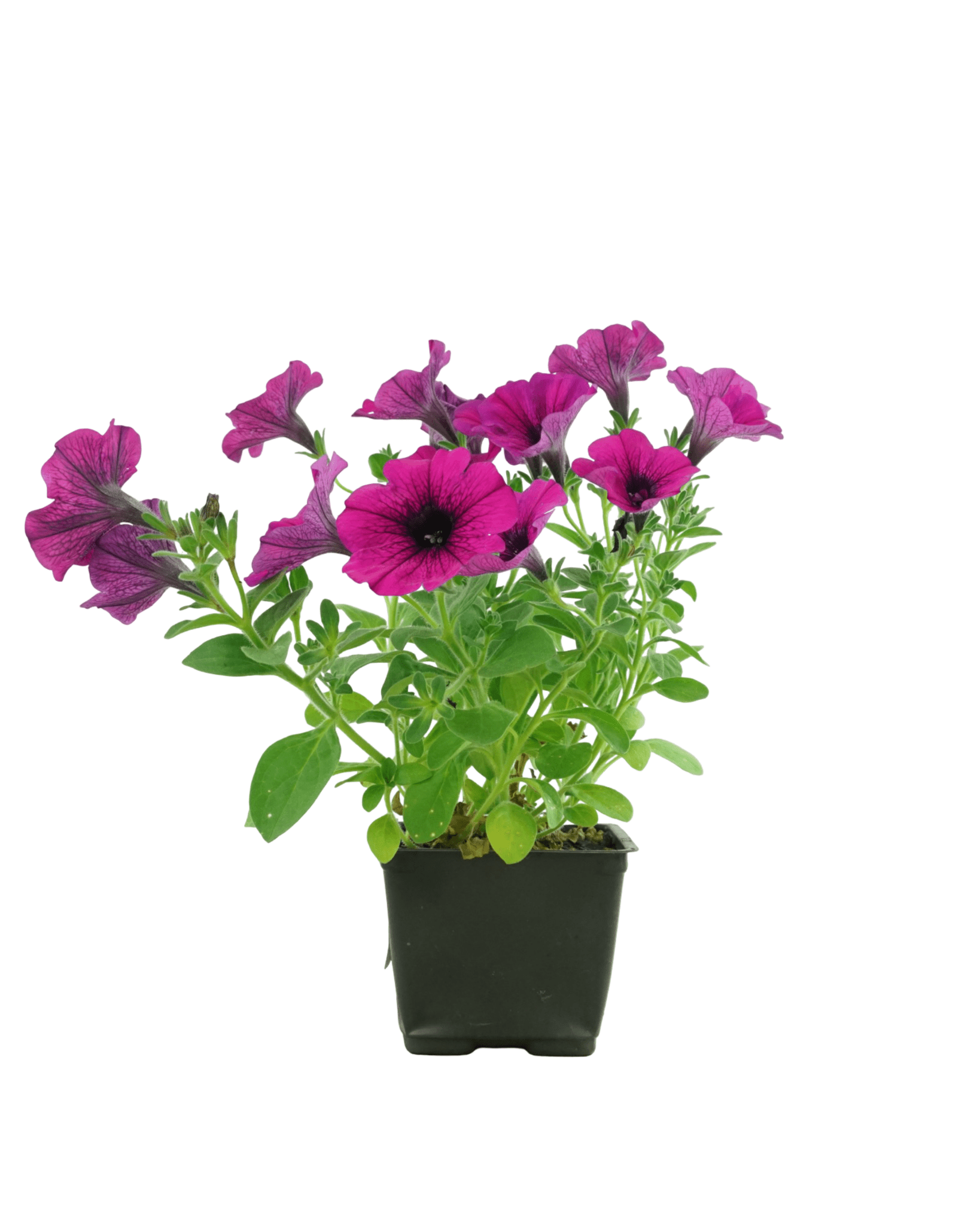 Petunia 'Headliner Electric Purple' - The Garden Corner