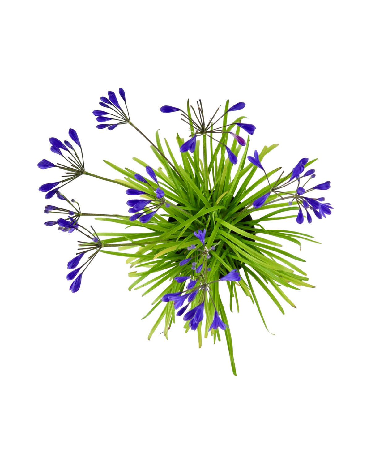 Agapanthus 'Brilliant Blue' - Perennials