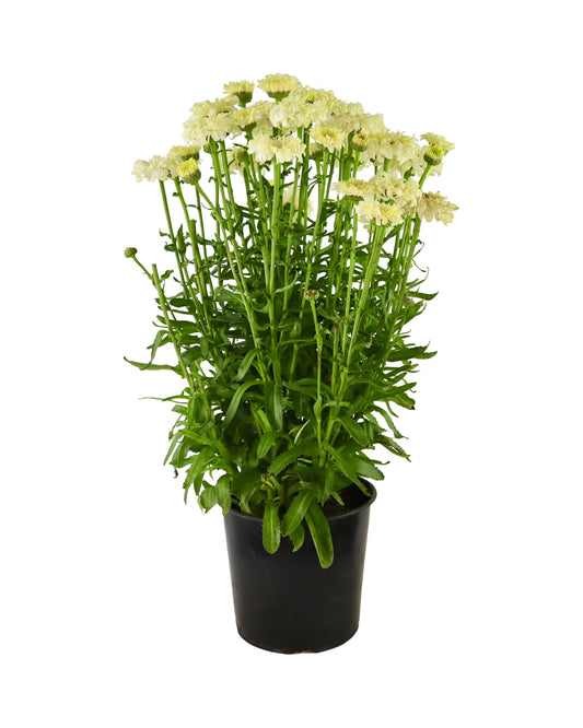 Leucanthemum 'Real Charmer' - Perennials