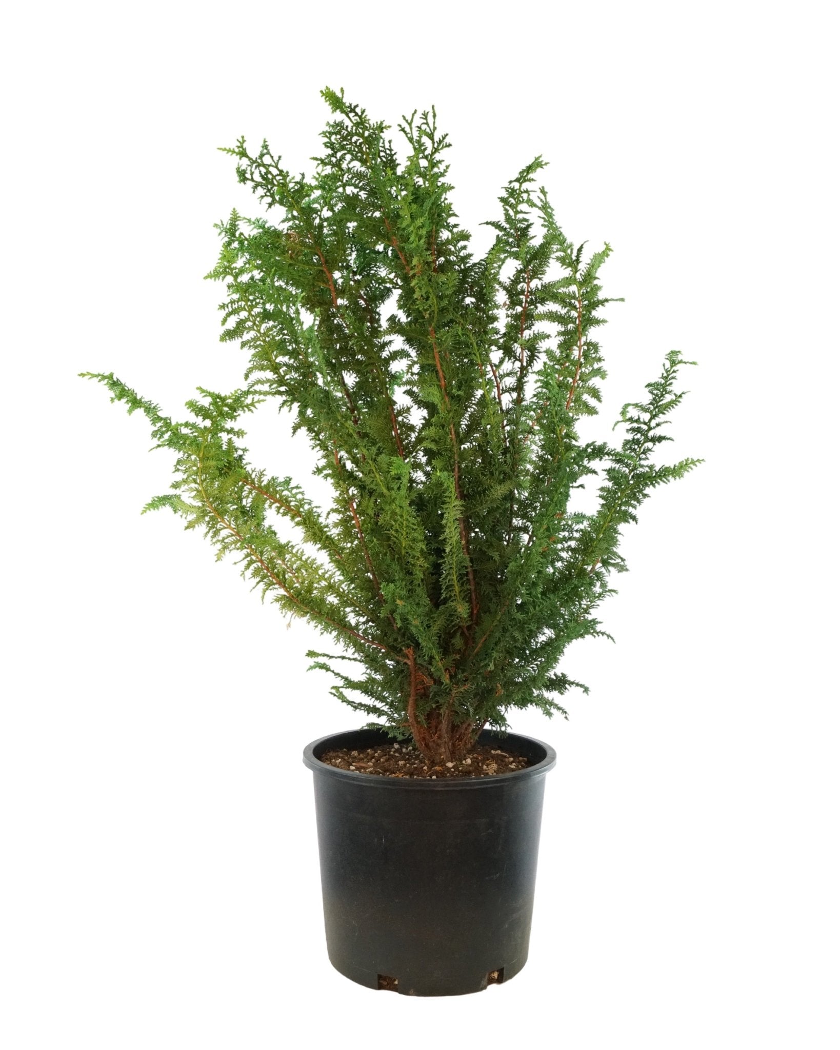 Chamaecyparis obtusa 'Filicoides Compacta' - Shrubs