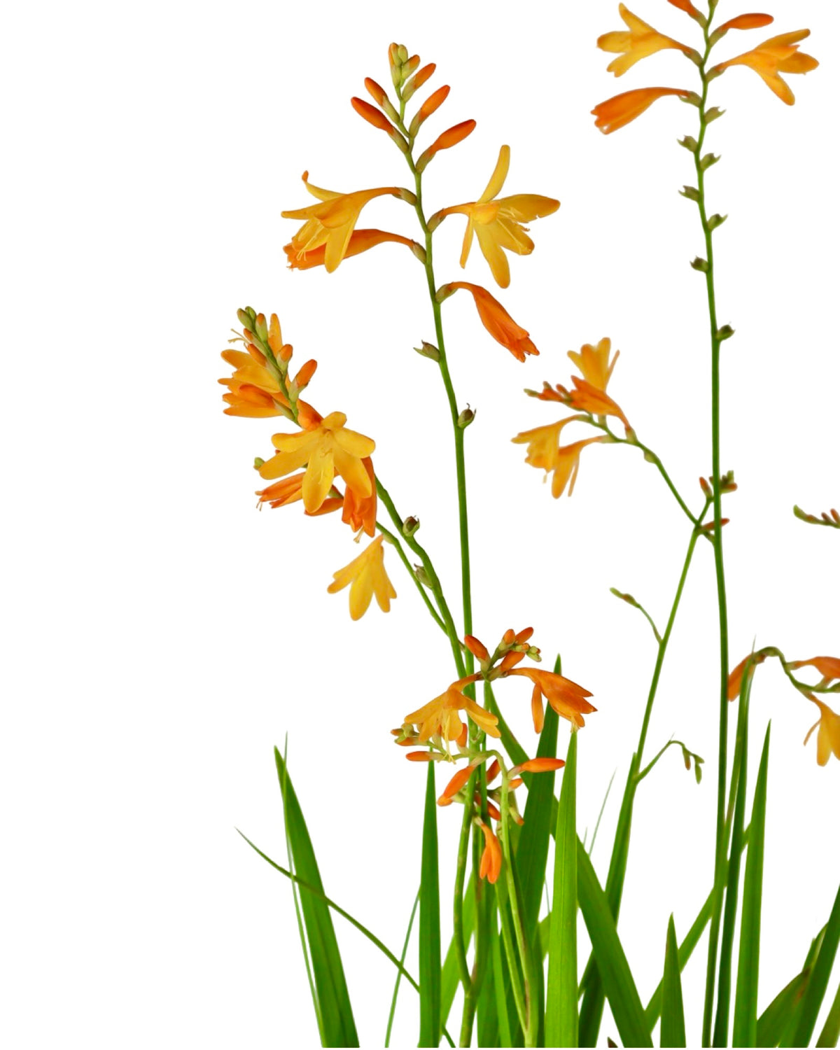 Crocosmia x crocosmiiflora 'George Davison' - Perennials