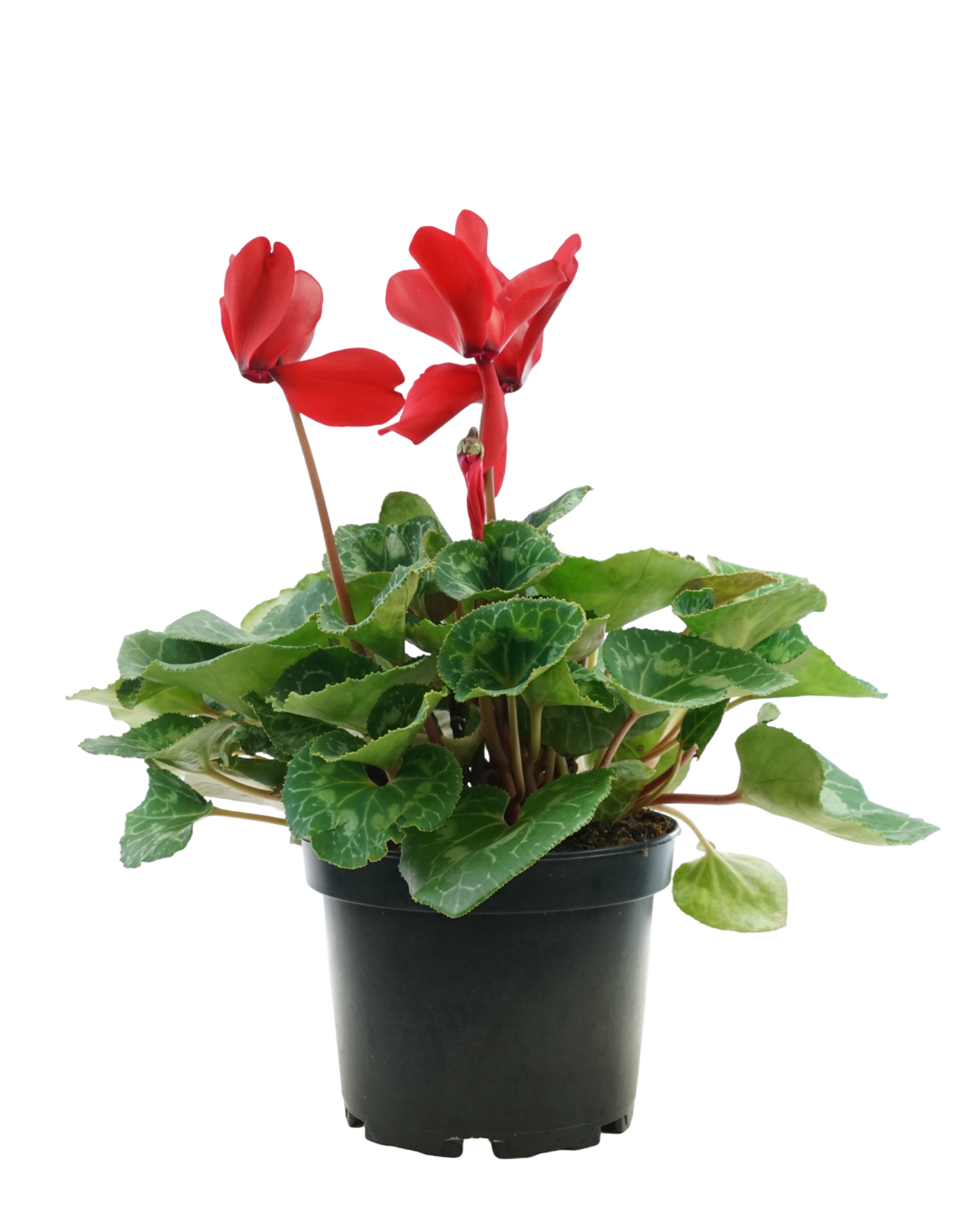 Cyclamen, Assorted - Annuals