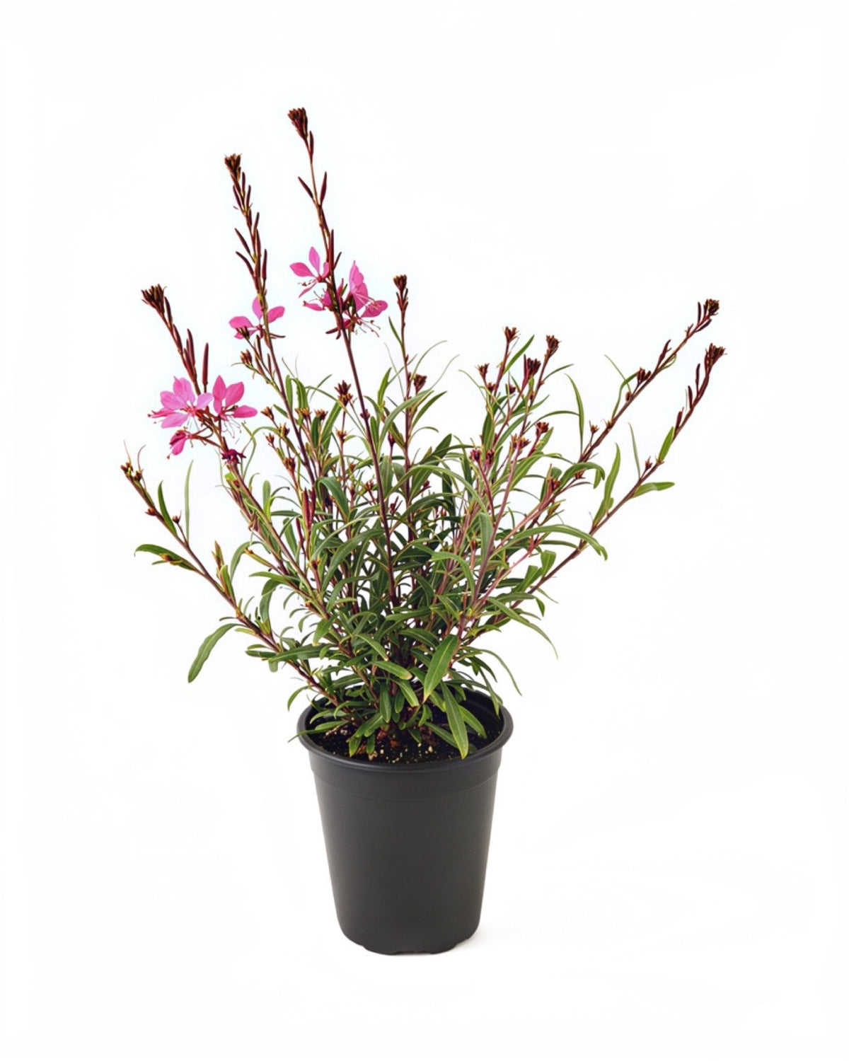 Gaura Belleza 'Dark Pink' - Perennials