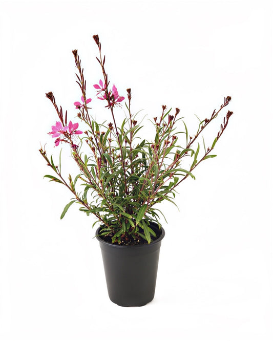 Gaura Belleza 'Dark Pink' - Perennials