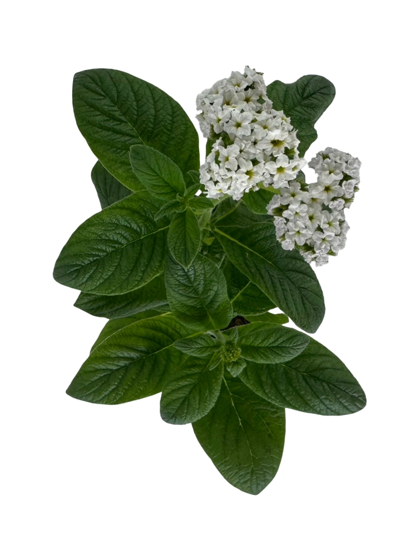 Heliotrope 'Marino White' - Annuals