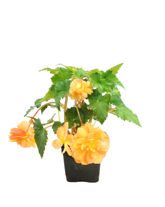 Begonia Illumination® 'Apricot' - The Garden Corner