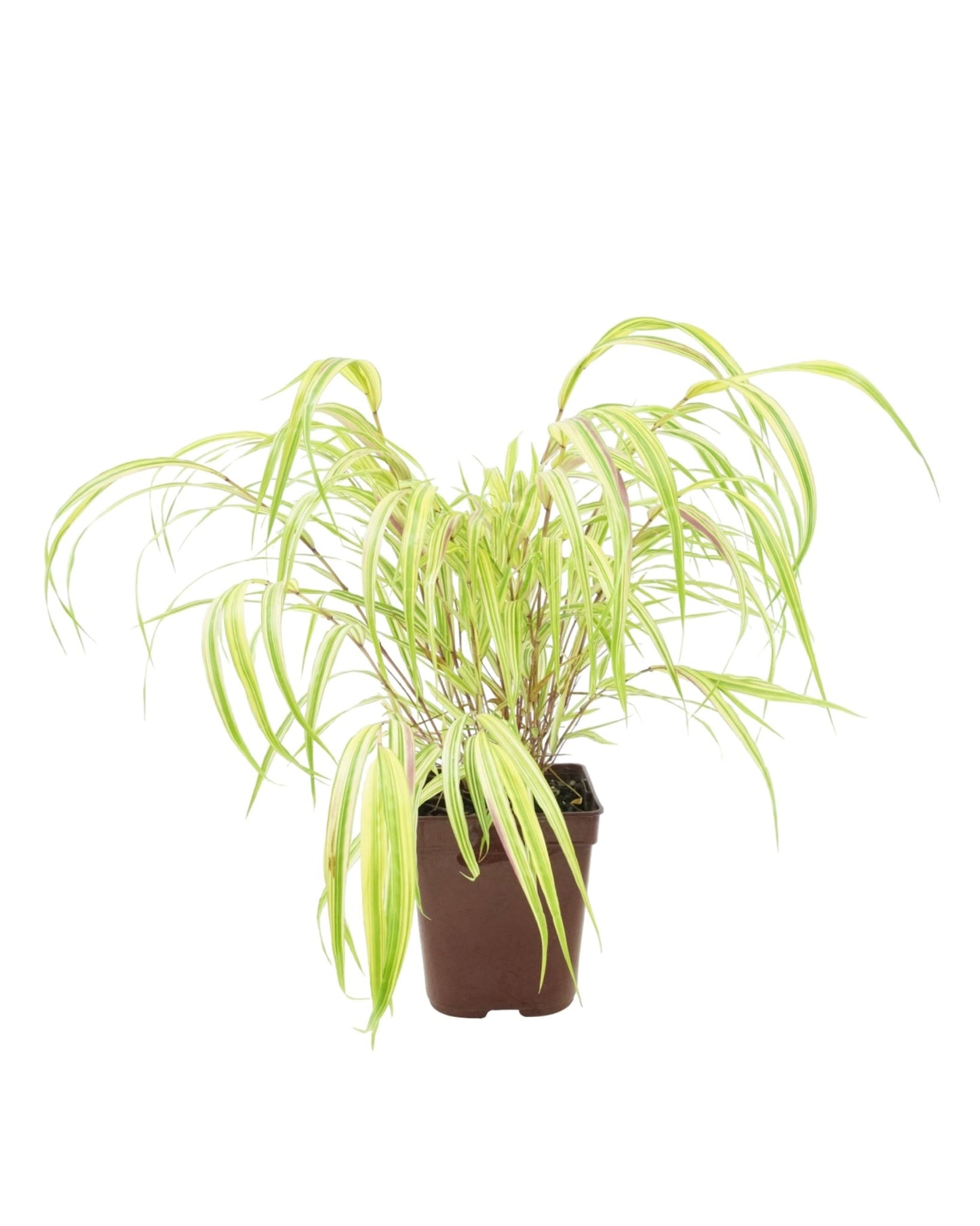 Hakonechloa macra 'Aureola' - The Garden Corner