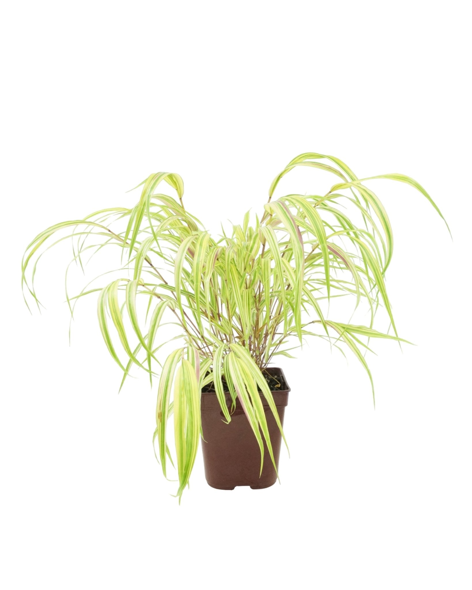 Hakonechloa macra 'Aureola' - The Garden Corner