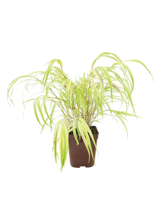 Hakonechloa macra 'Aureola' - The Garden Corner