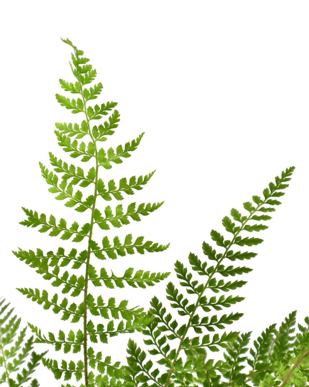 Polystichum setiferum 'Herrenhausen' - Perennials