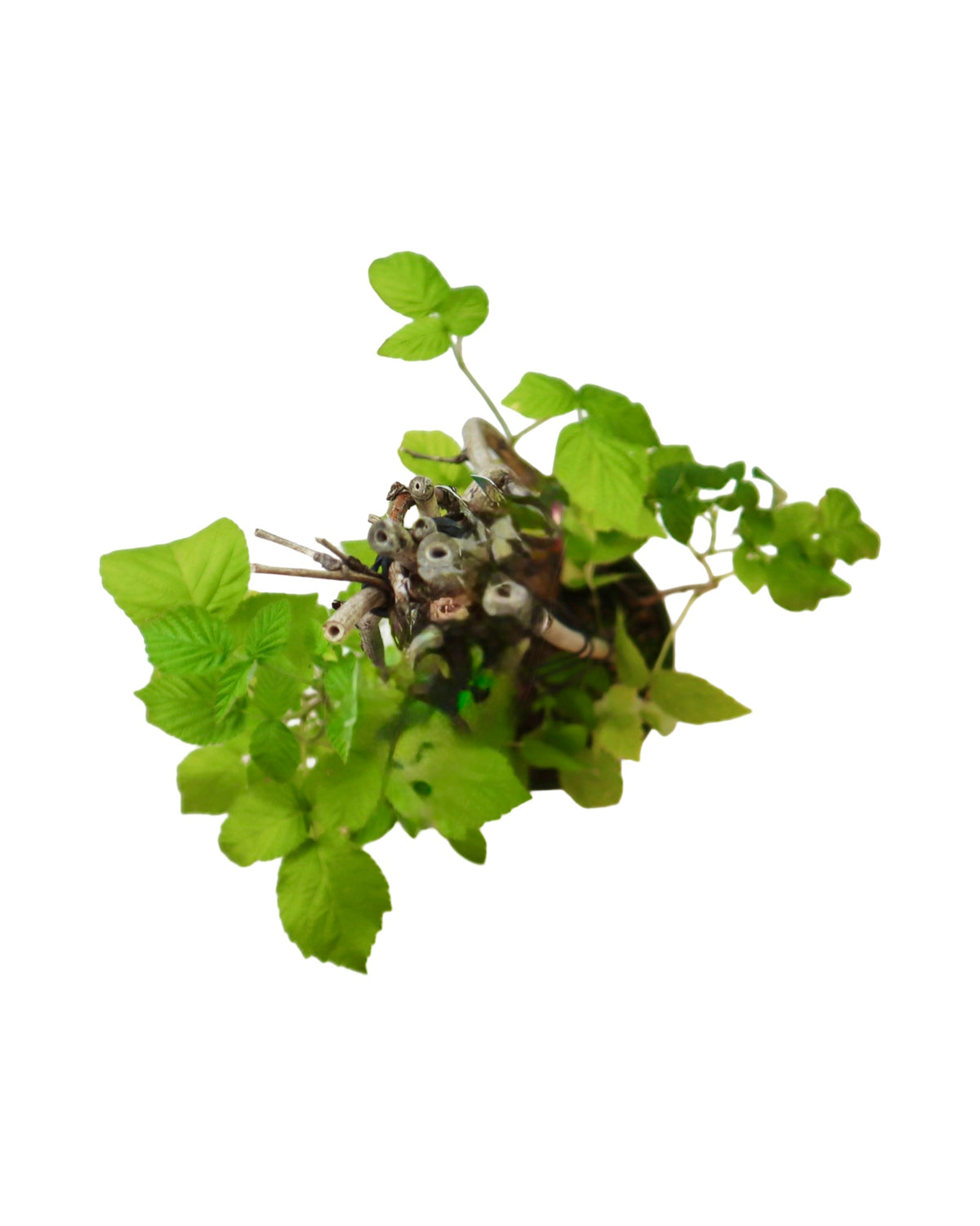 Rubus idaeus 'Canby Red' - Shrubs