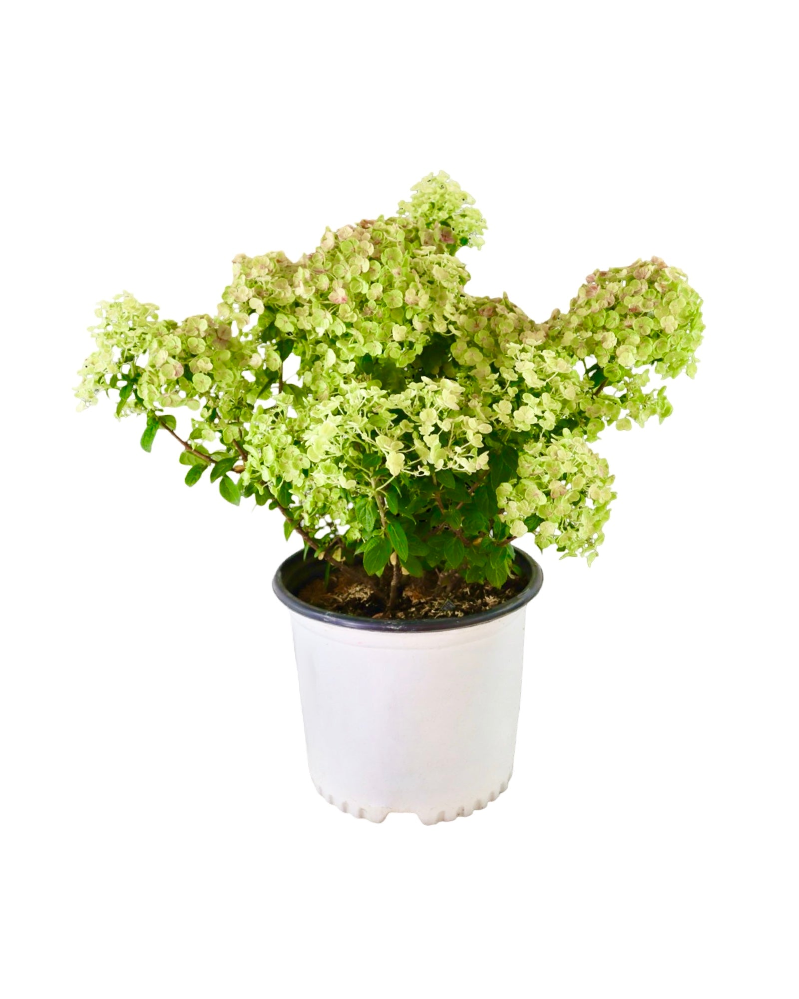 Hydrangea paniculata Tiny Quick Fire® - Shrubs