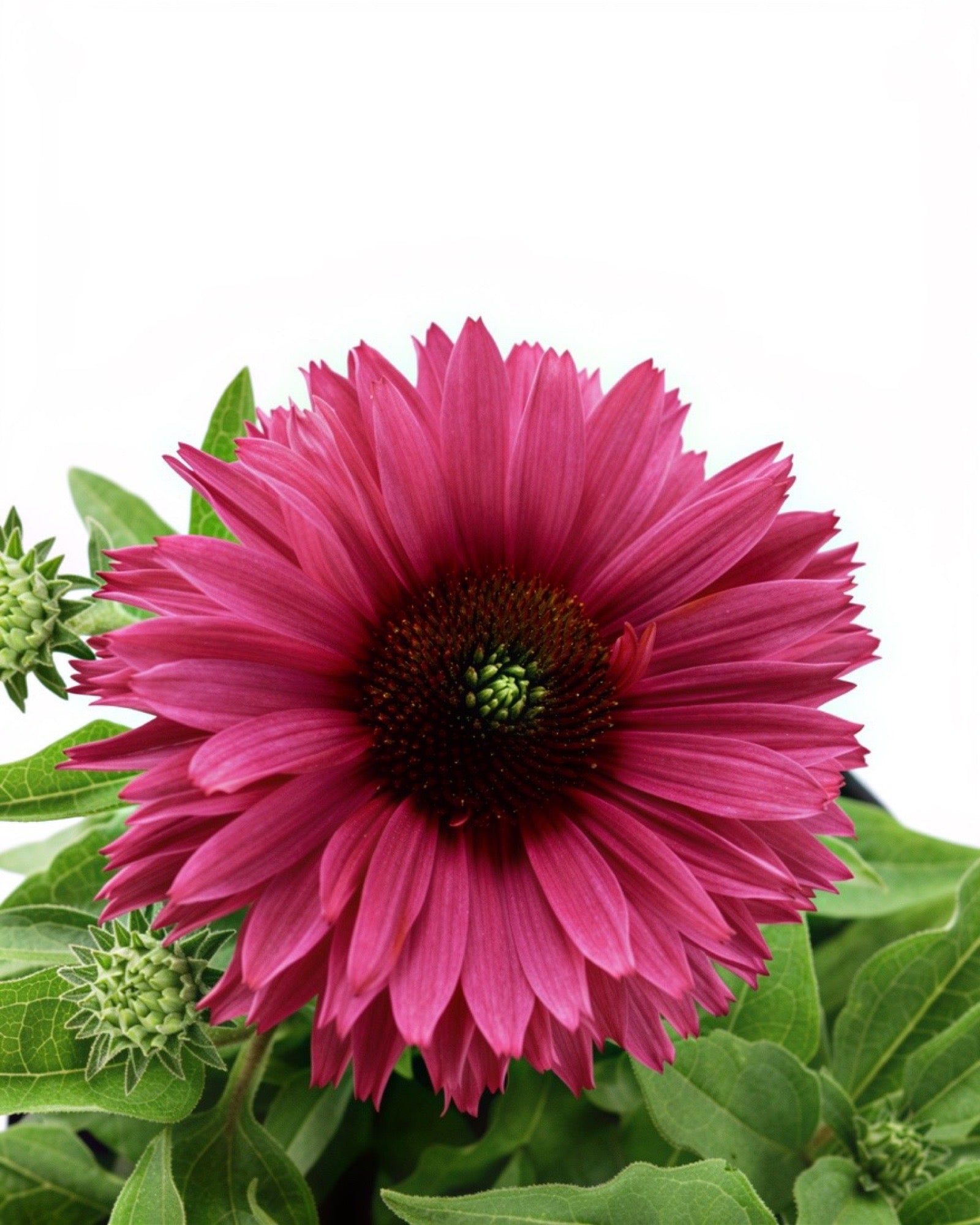 Echinacea SunSeekers® Sweet Fuchsia - Perennials